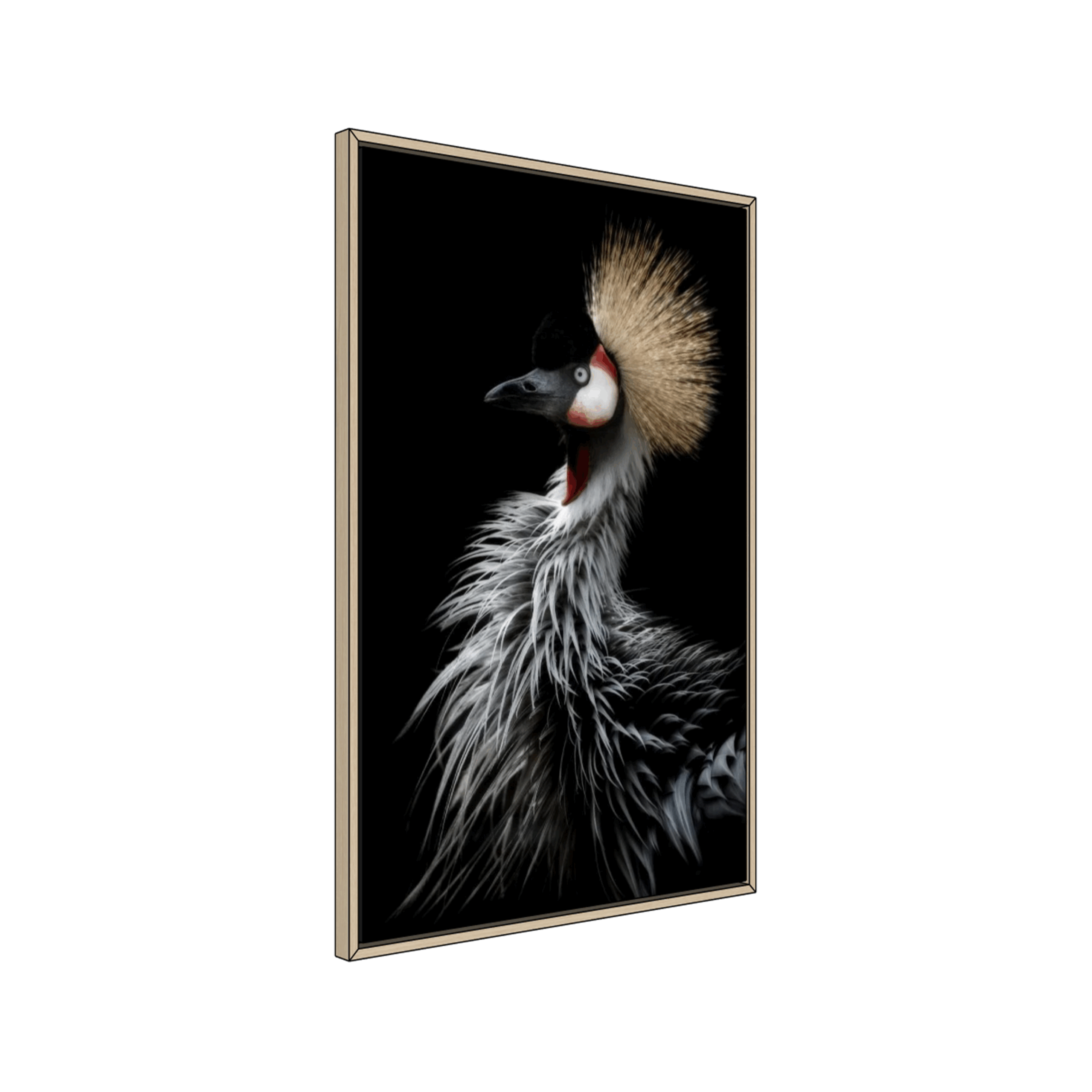 Crowned crane’s portrait